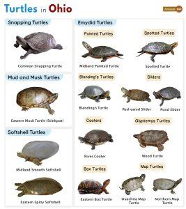 List of Turtles Found in Ohio (With Pictures)