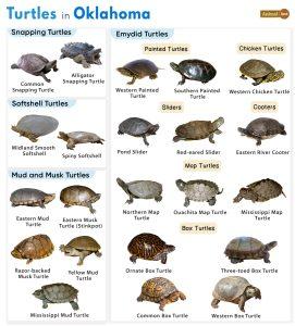 List of Turtles Found in Oklahoma (With Pictures)