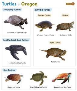 List of Turtles Found in Oregon (With Pictures)