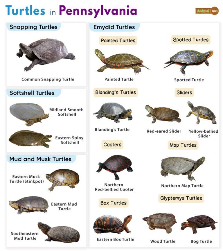 List of Turtles Found in Pennsylvania (With Pictures)