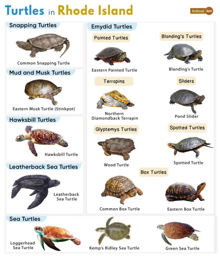 List of Turtles Found in Rhode Island (With Pictures)