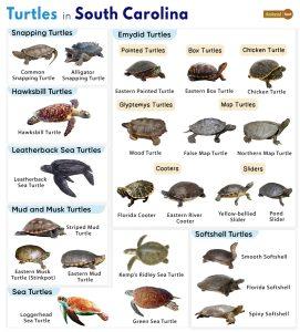 List of Turtles Found in South Carolina (With Pictures)