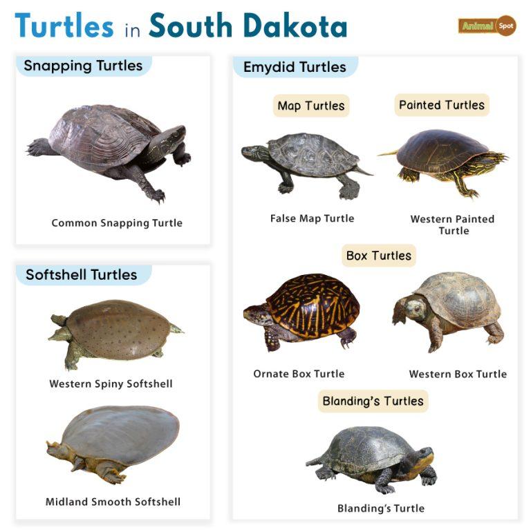 List of Turtles Found in South Dakota (With Pictures)