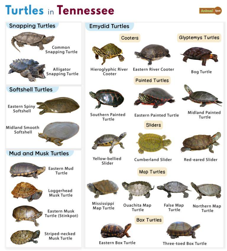 List Of Turtles Found In Tennessee (with Pictures)