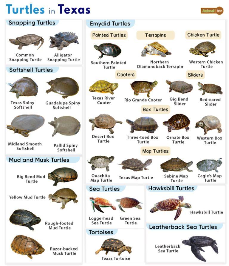 List of Turtles Found in Texas (With Pictures)