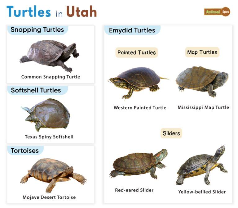 List Of Turtles Found In Utah (with Pictures)