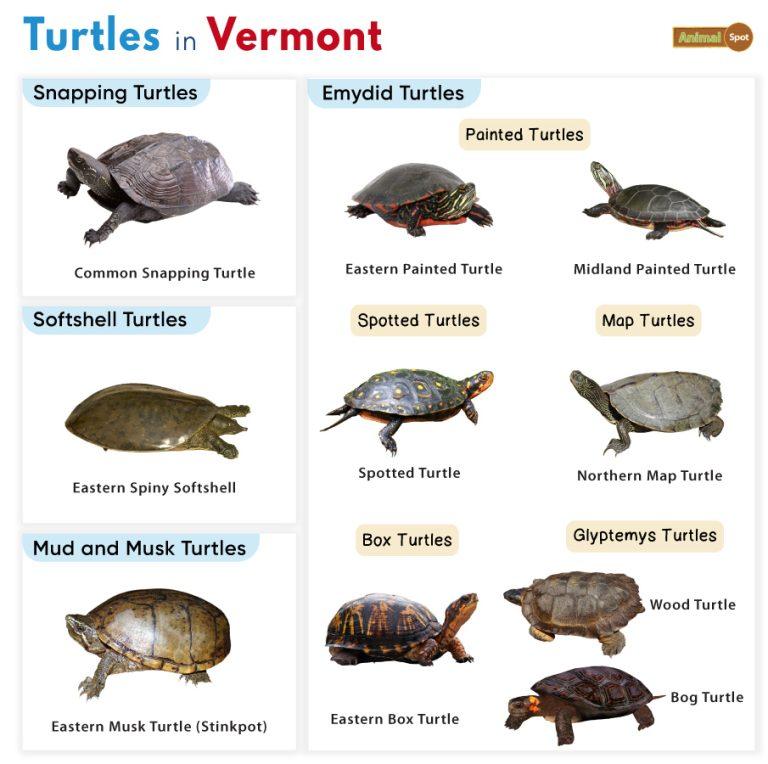 List of Turtles Found in Vermont (With Pictures)