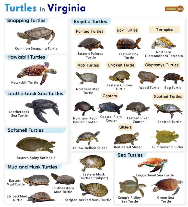 List of Turtles Found in Virginia (With Pictures)