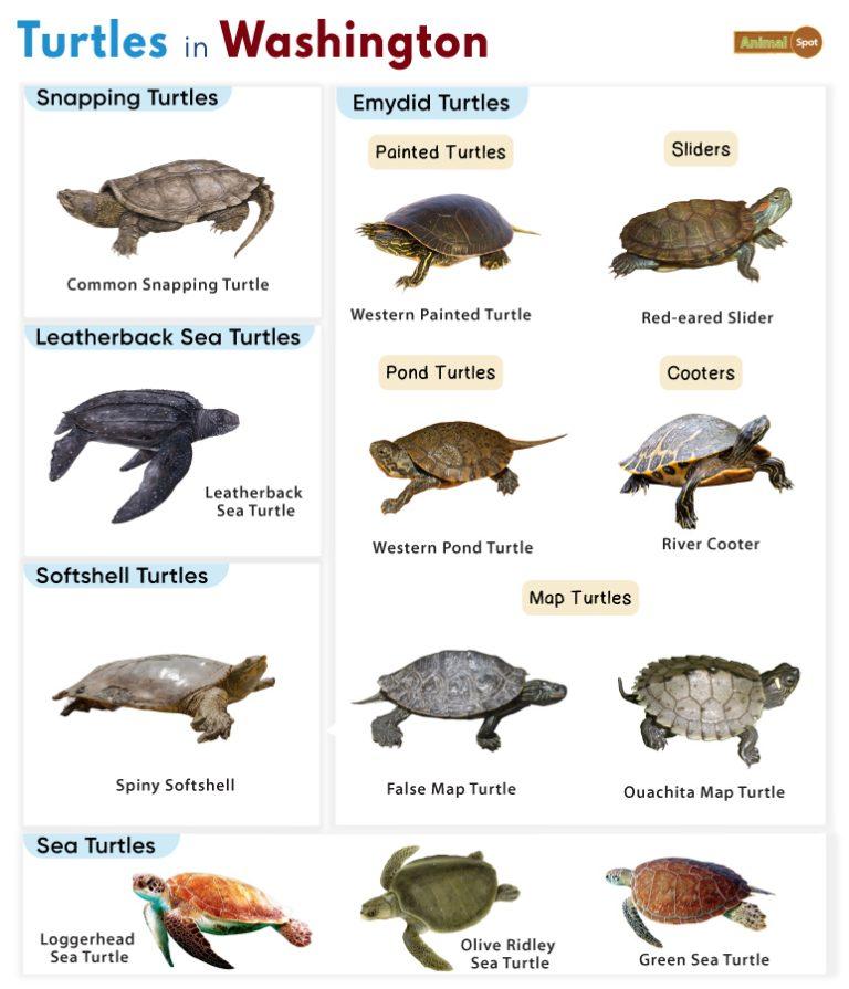 List of Turtles Found in Washington (With Pictures)