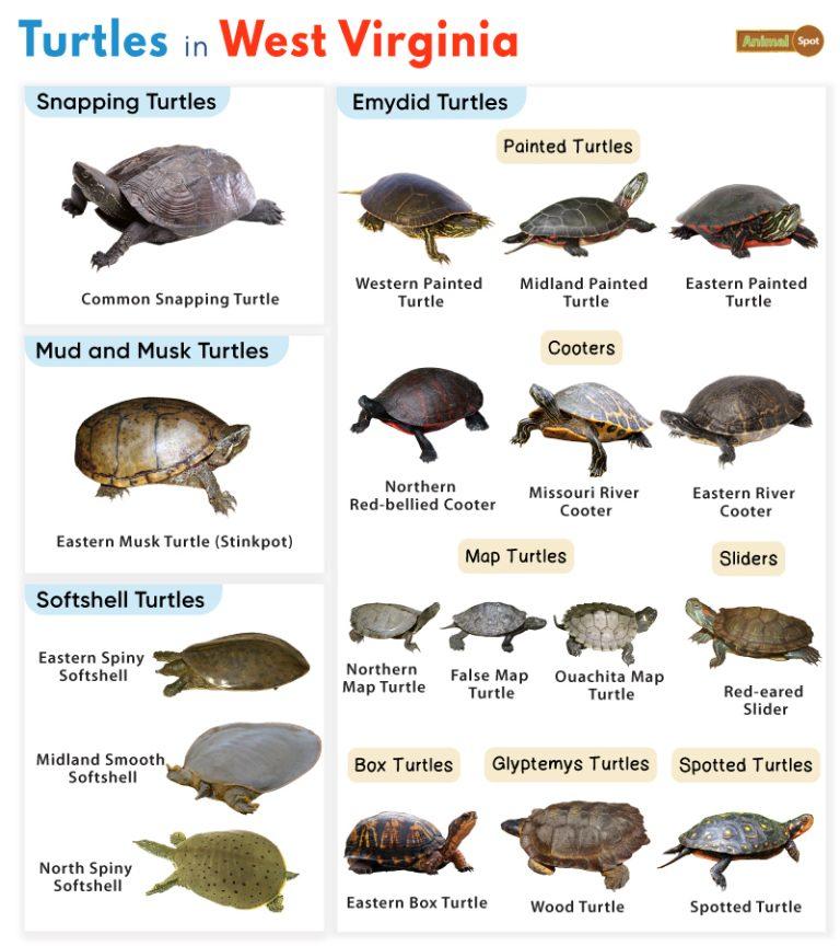 List of Turtles Found in West Virginia (With Pictures)