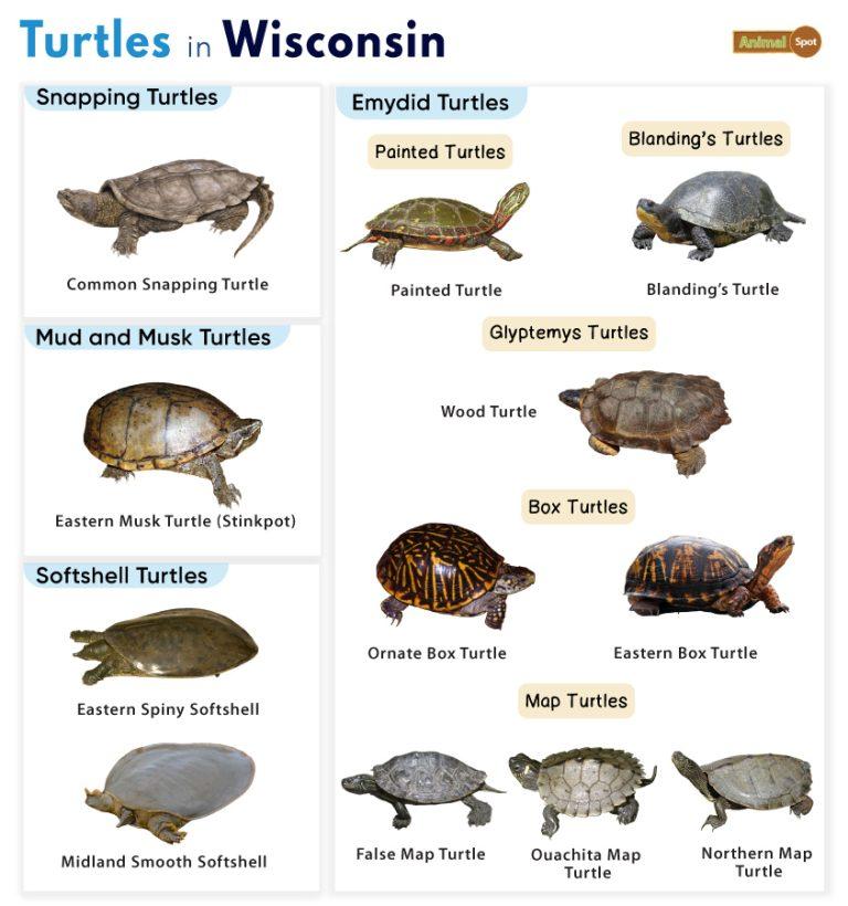 List of Turtles Found in Wisconsin (With Pictures)