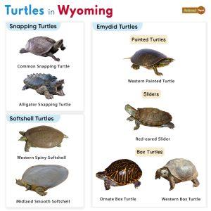 List of Turtles Found in Wyoming (With Pictures)