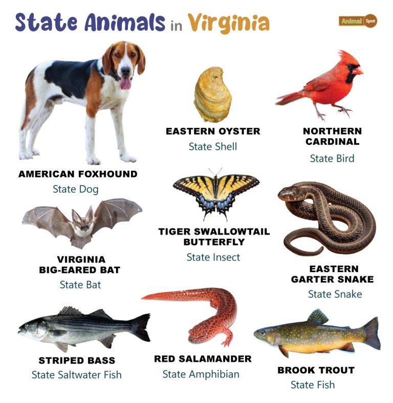 List of Animals That Live in Virginia (With Pictures)