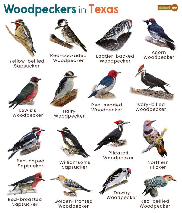 List of Woodpeckers in Texas (With Pictures)