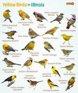 Yellow Birds in Illinois – List, and Pictures