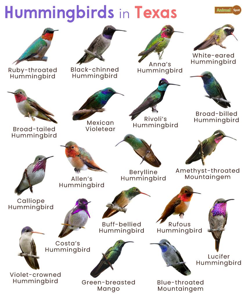 List of Hummingbirds in Texas (With Pictures)
