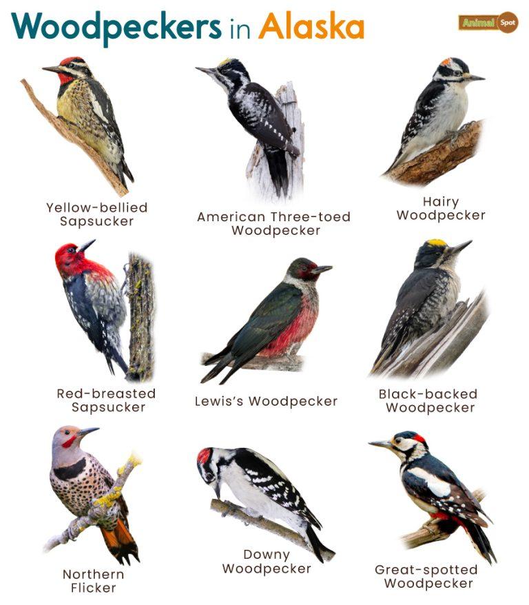 List of Woodpeckers in Alaska (With Pictures)