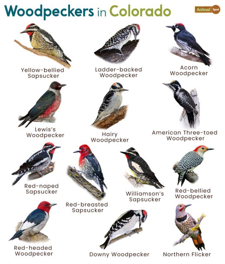 List of Woodpeckers in Colorado (With Pictures)