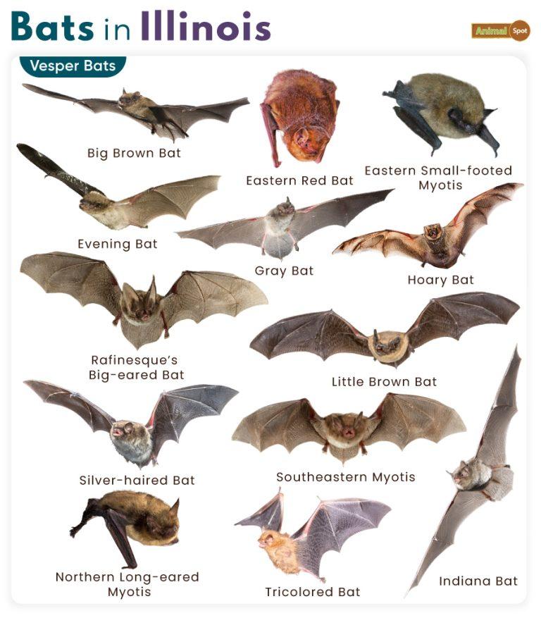 List of Bats in Illinois (With Pictures)