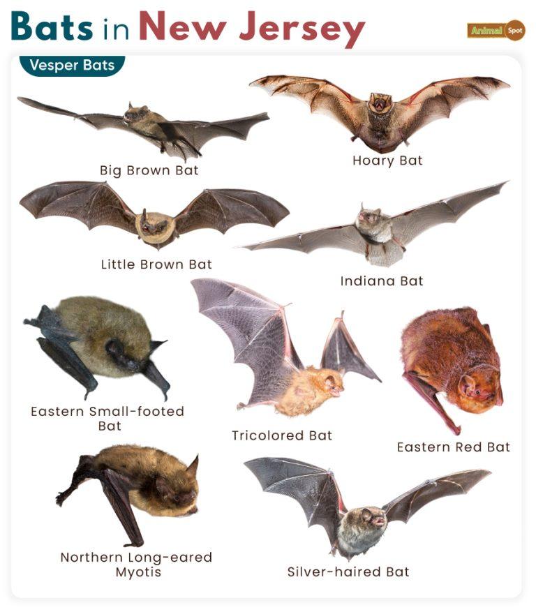 List of Bats in New Jersey (With Pictures)