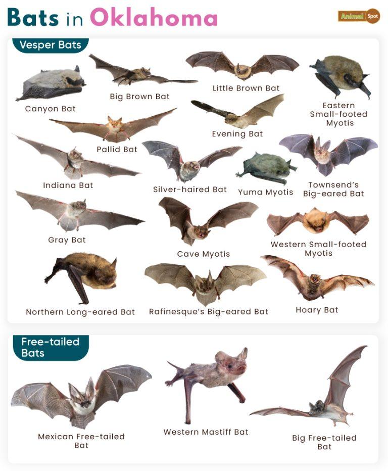 List of Bats in Oklahoma (With Pictures)