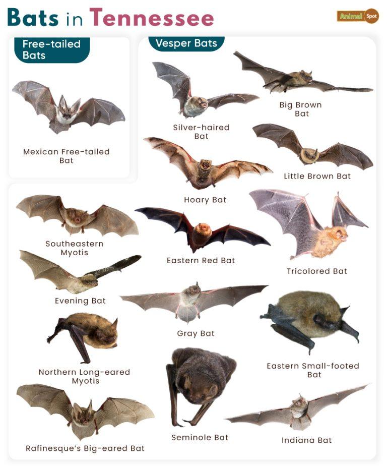 List of Bats in Tennessee (With Pictures)