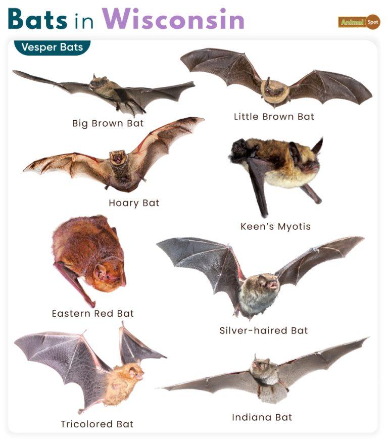 List of Bats That Live in Wisconsin - with Pictures