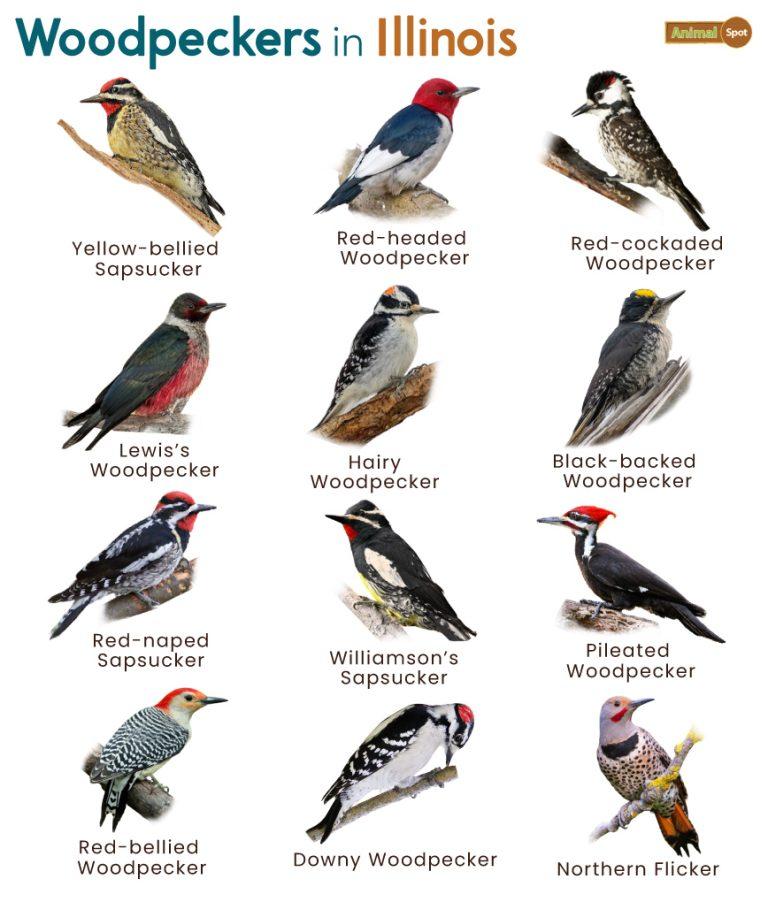 List of Woodpeckers in Illinois (With Pictures)