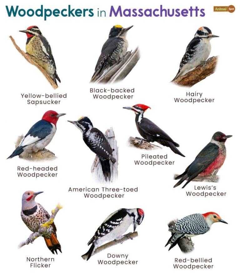 List of Woodpeckers in Massachusetts (With Pictures)