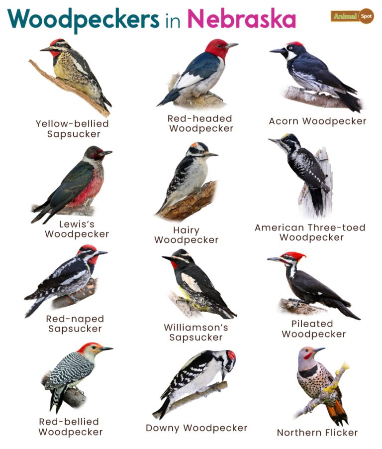 List of Woodpeckers in Nebraska (With Pictures)