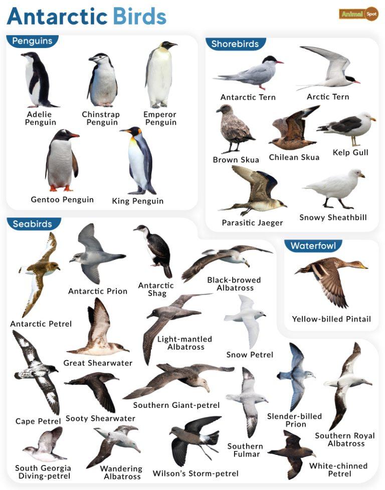 List of Birds From Antarctica With Pictures