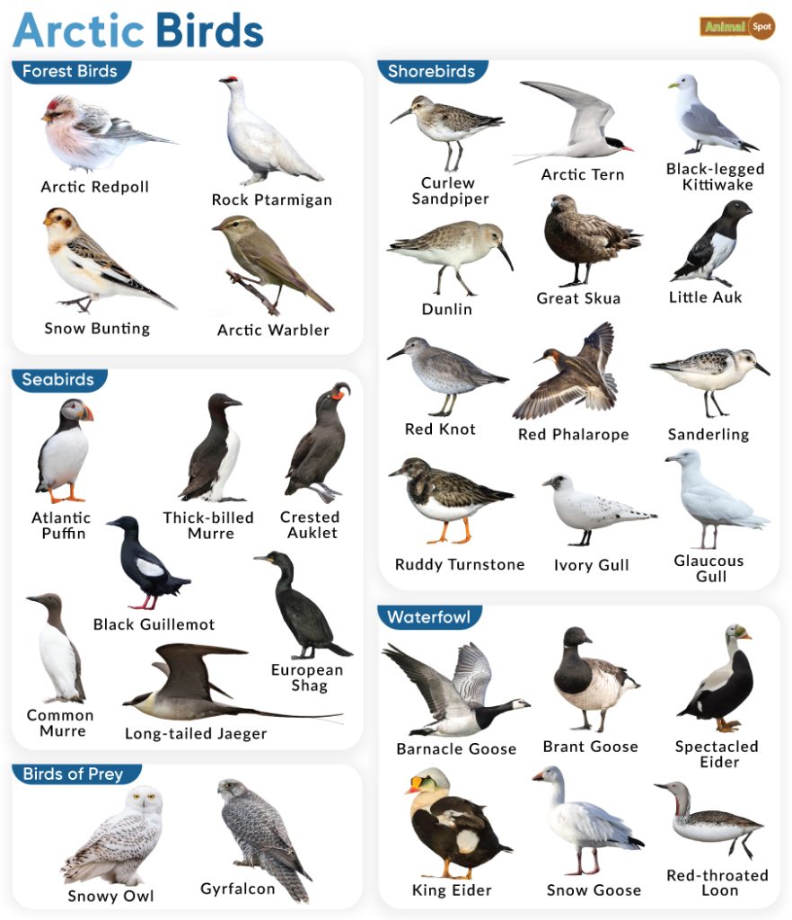 List of Birds in the Arctic Region With Pictures