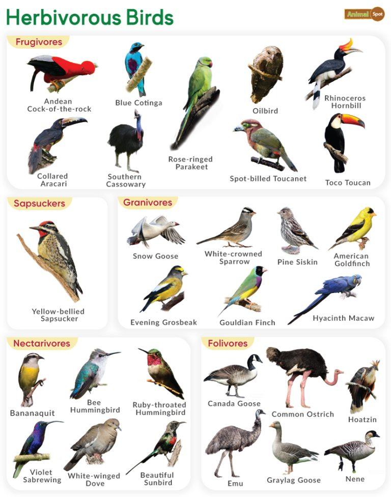 Herbivorous Birds - List & Pictures