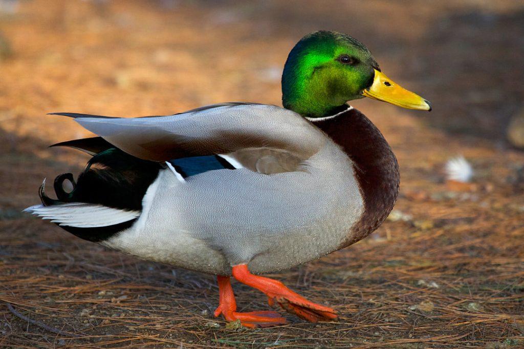 Muscovy Duck - Facts, Habitat, Diet, Behavior, As Pets, Photos