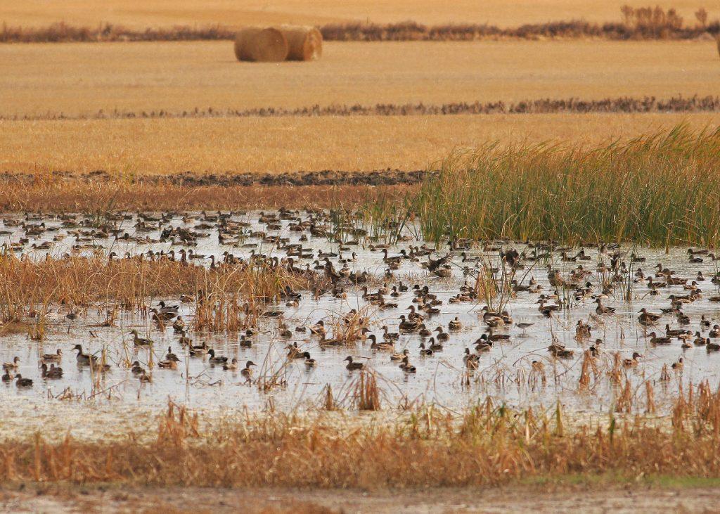 Mallard Duck Facts Habitat Diet Color Lifespan Pictures   Mallard Duck Habitat 1024x731 