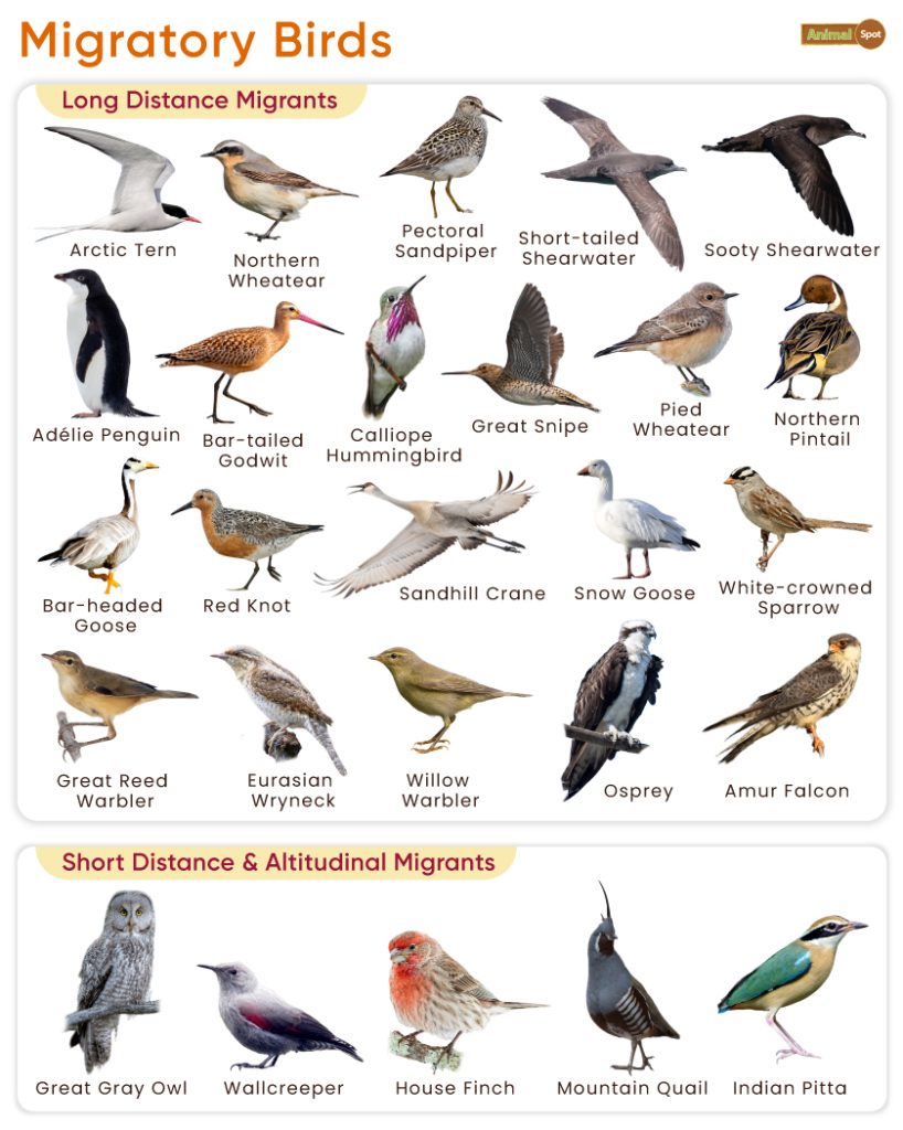 list-of-migratory-birds-with-their-flyways-pictures