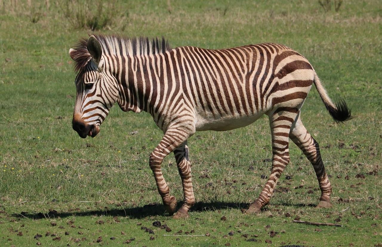 Mountain Zebra - Facts, Habitat, Diet, Adaptations, & Pictures