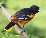 Baltimore Oriole - Facts, Calls, Diet, Habitat, Migration & Pictures