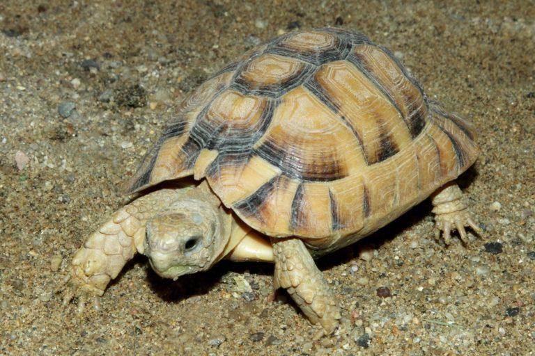 Desert Tortoise Facts, Habitat, Diet, Adaptations, Life Cycle, Baby ...