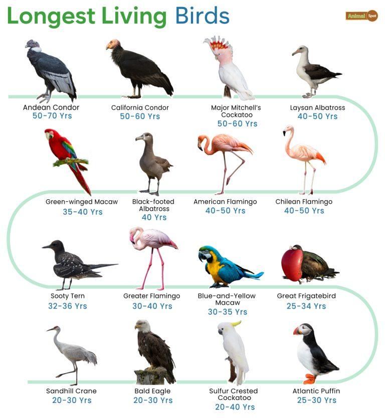 Longest Living Birds - List & Pictures