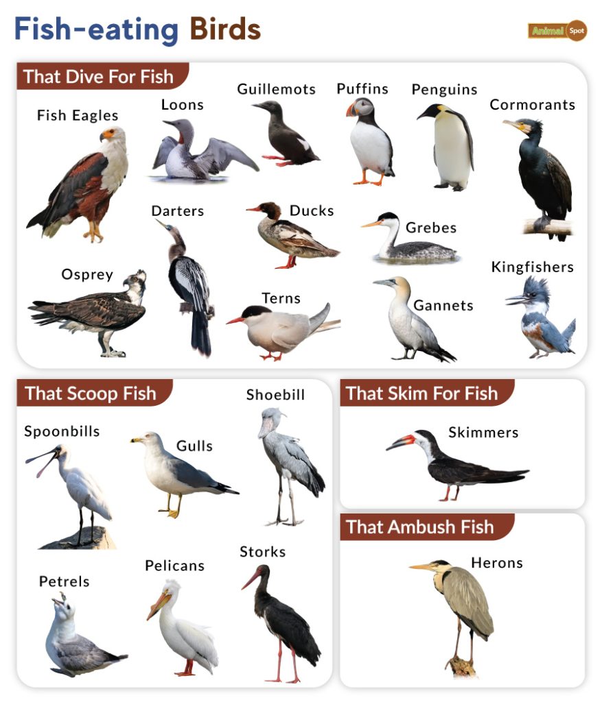 Fish-eating Birds