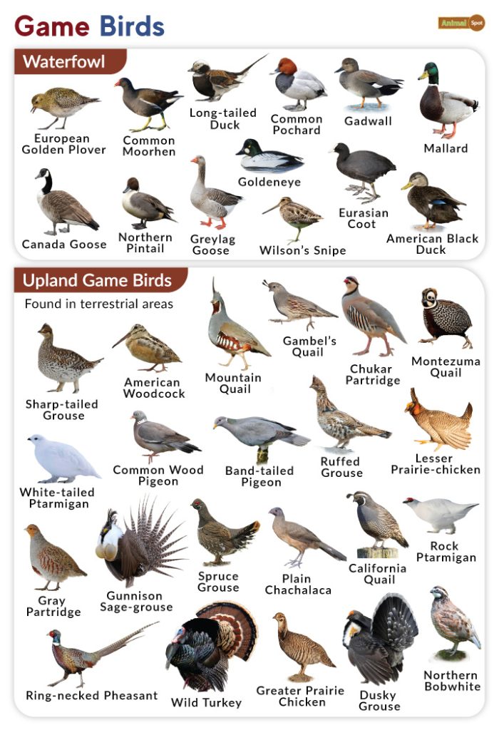 Game Birds