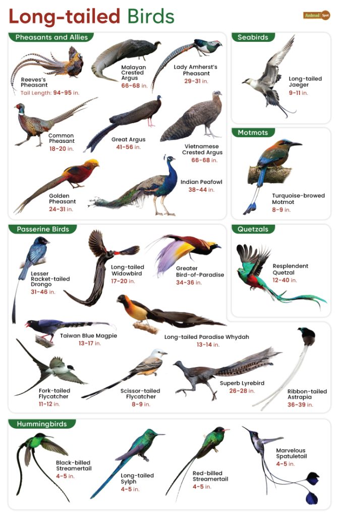 Long-tailed Birds