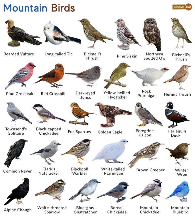 List of Mountain Birds With Pictures