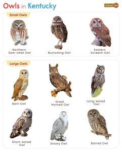 Types of Owls in Kentucky