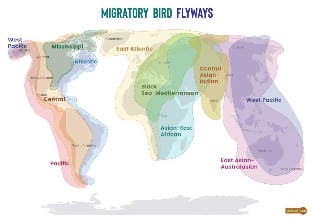 Migratory Flyways